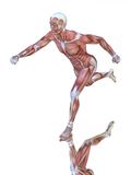 anatomia-del-muscolo-dell-uomo-corrente-13259442