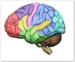 cervello2